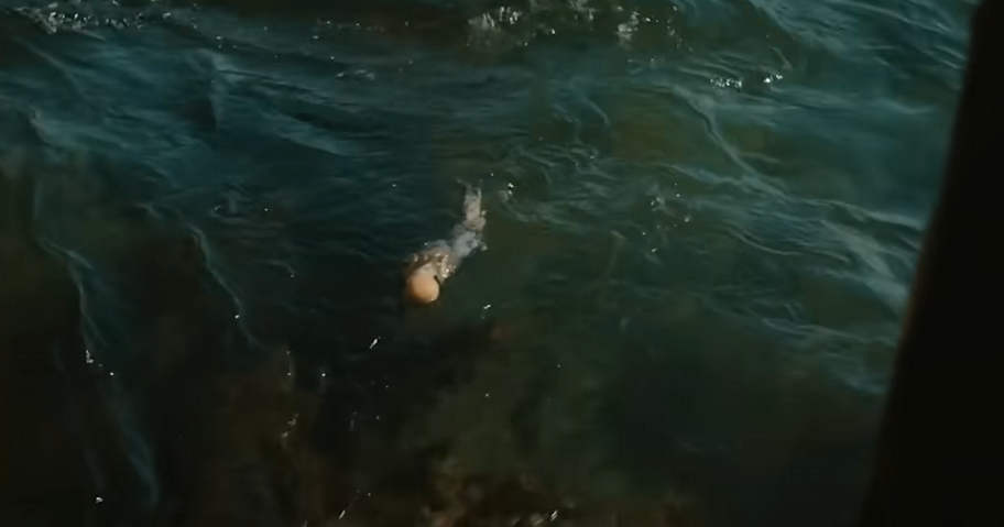 Cá chết – Dấu hiệu của thảm họa