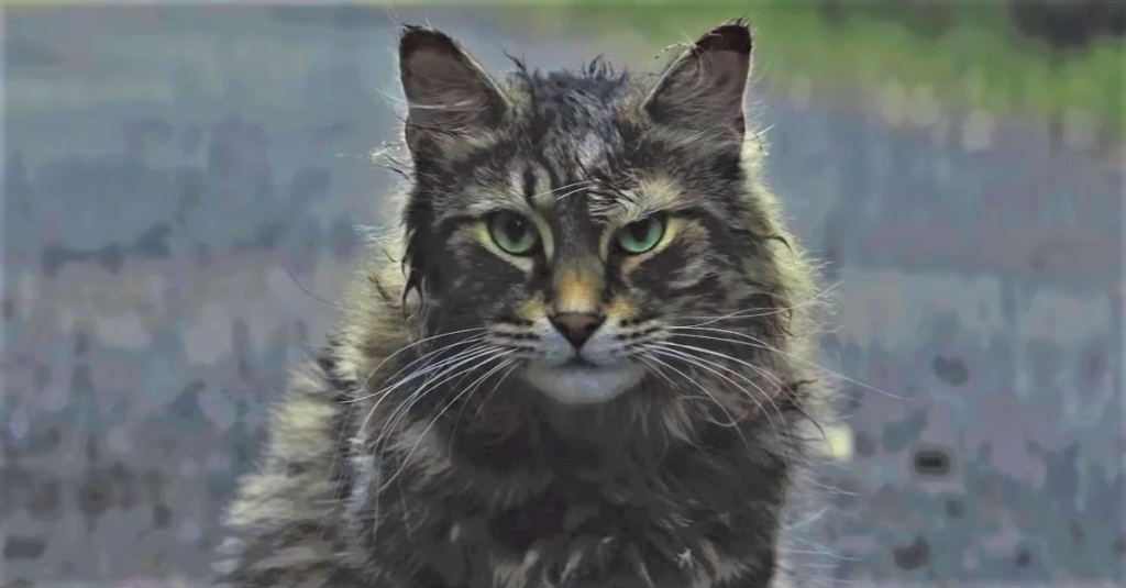 Church – Pet Sematary (2019)