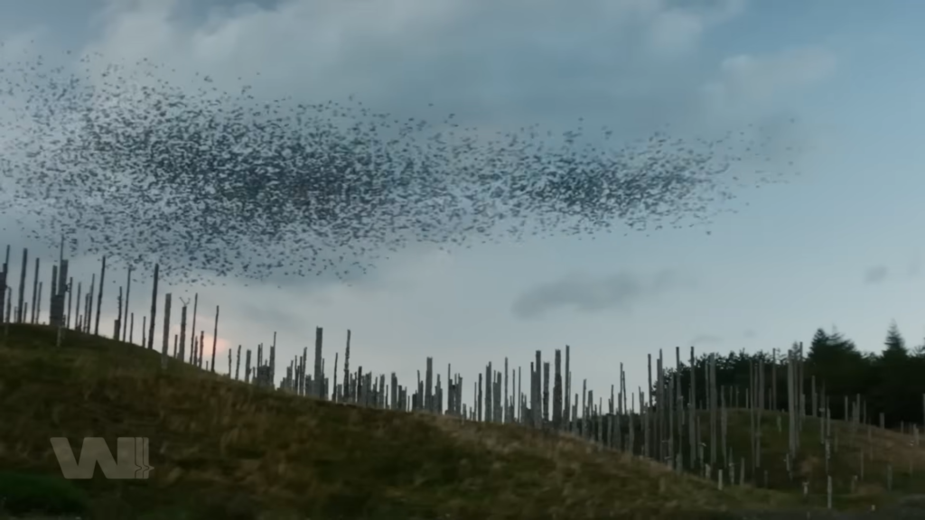 Đàn chim đen và điềm báo của chủng Alpha